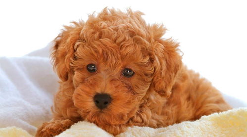 泰迪犬体温是多少