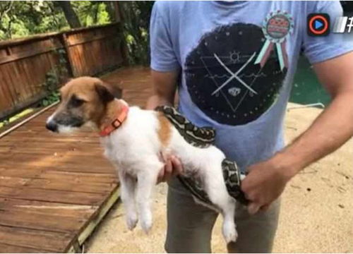 宠物狗吃不消化怎么办
