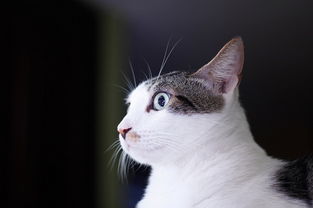 宠物猫怎么不让亲