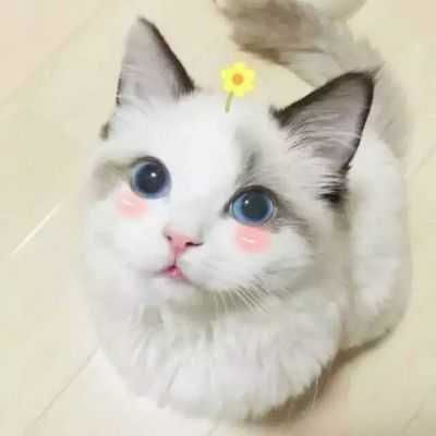 宠物猫馆名字怎么起