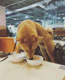 顾客餐馆带宠物狗怎么办
