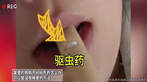 宠物狗不好吃药怎么办啊