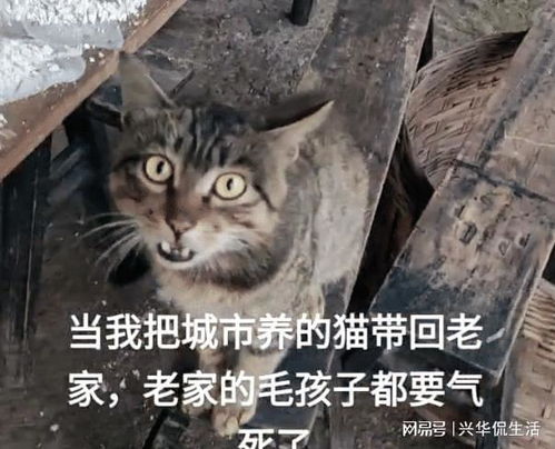 怎么寄走宠物猫回家