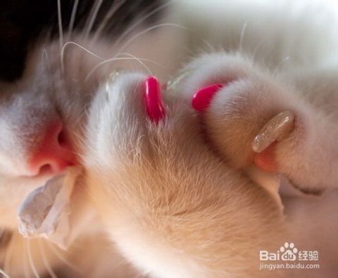 宠物猫的爪子怎么磨