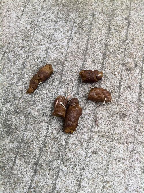 宠物狗拉虫子了怎么办