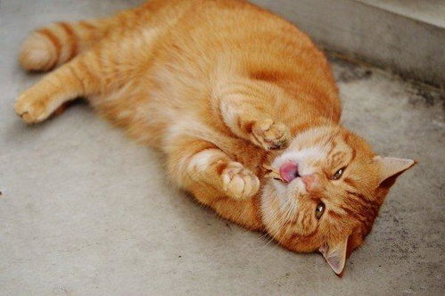 吃火腿的宠物猫会怎么样