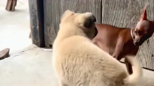 农村养宠物狗猫怎么养的