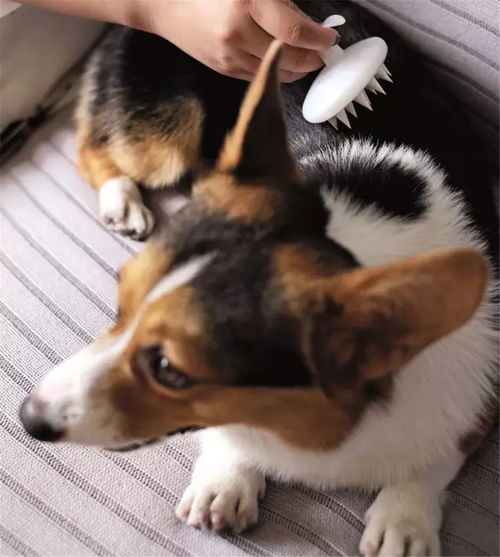 宠物狗不掉毛爱干净怎么办