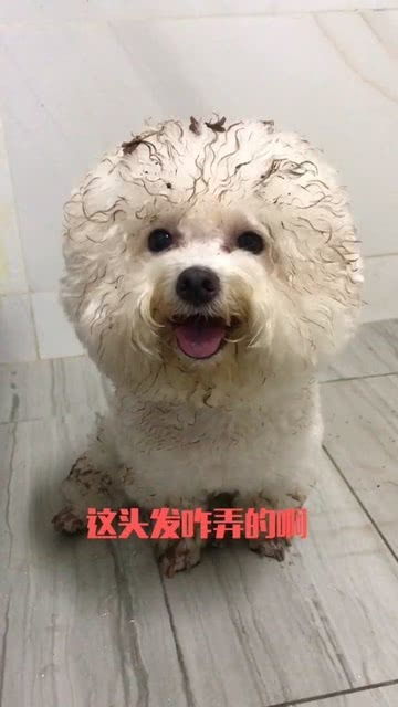 宠物狗毛发蓬松怎么弄的
