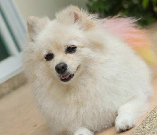 宠物狗幼犬怎么养好一点