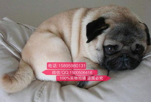 宠物狗小巴哥怎么养好的
