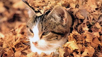 宠物猫被偷怎么处理