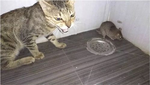 宠物猫怎么才捉老鼠