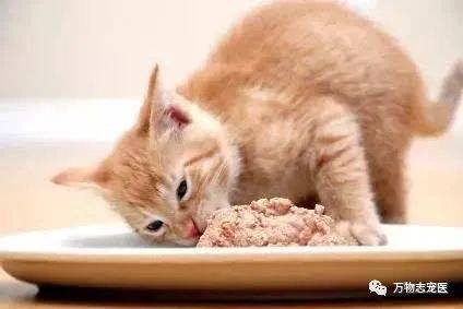 宠物猫喂猫粮怎么喂