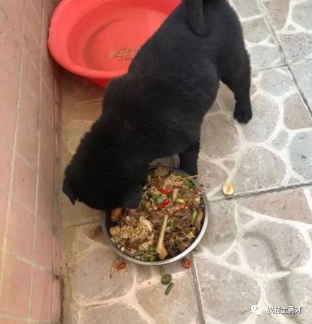 宠物狗吃剩饭剩菜怎么办