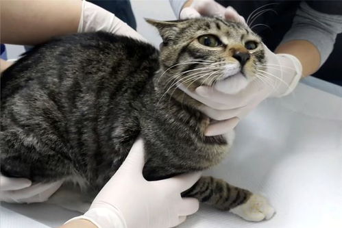 家有大宠物猫怎么养