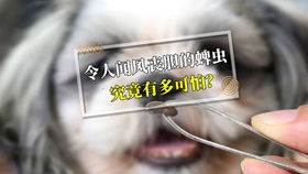宠物狗被火烤会怎么样吗