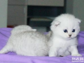宠物猫条怎么挑选