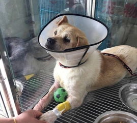 宠物狗被打掉牙齿怎么办