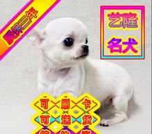 同城小宠物狗怎么寄出去