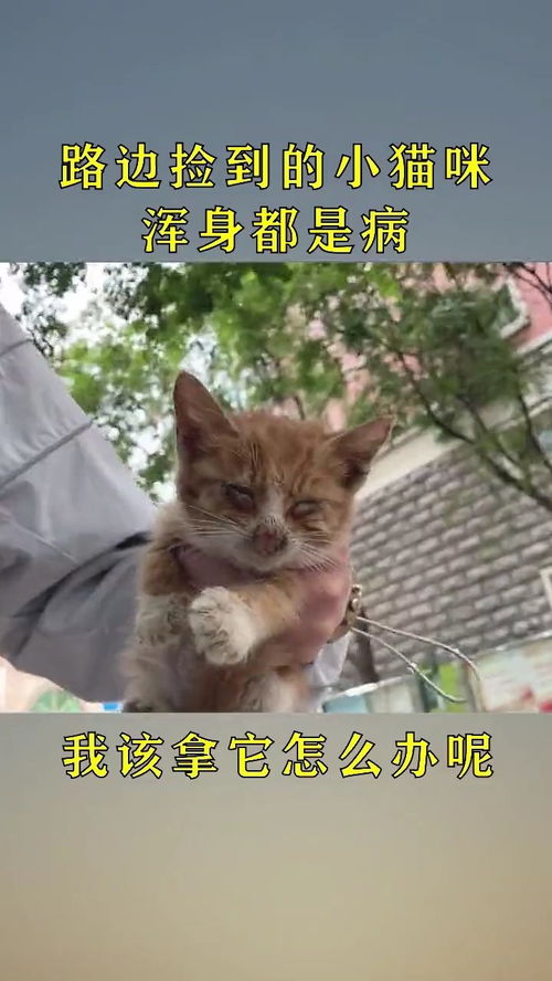 捡到宠物猫怎么办