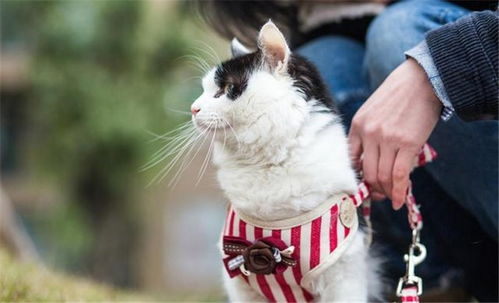 跟你的宠物猫对话怎么说