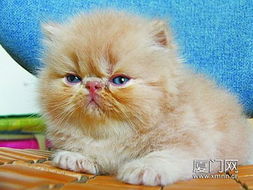宠物猫怎么运同城