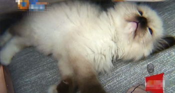 宠物猫死了怎么办