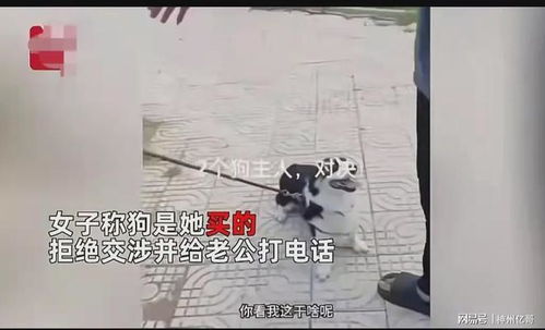男人丢宠物狗怎么办呢