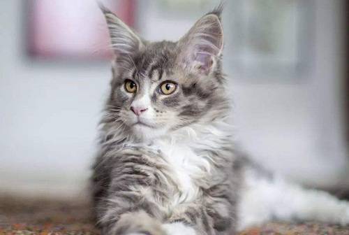 养宠物猫怎么消毒猫粮