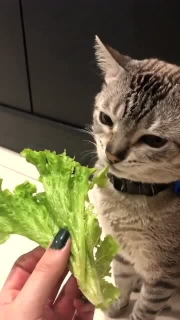 宠物猫喜欢吃青菜怎么办