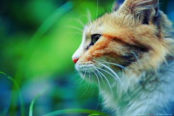 宠物猫吐了绿色的水怎么办