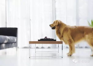 宠物狗流产之后怎么办啊