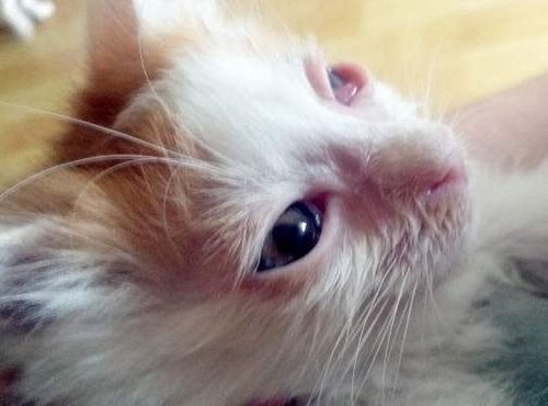 宠物狗猫眼部发红怎么办