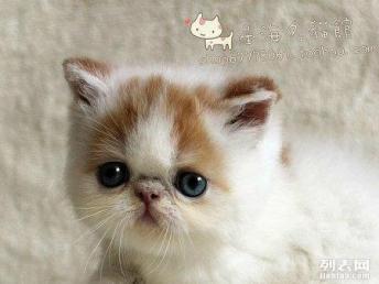 宠物猫怎么支付