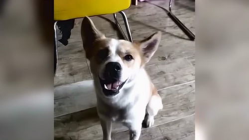 教宠物狗说爱妈妈怎么办