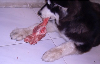 宠物狗吃生肉会怎么样吗