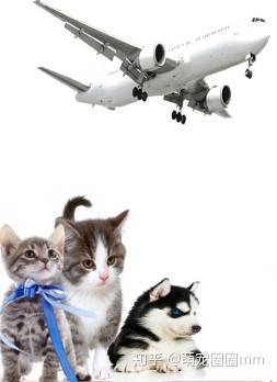 宠物猫要怎么空运