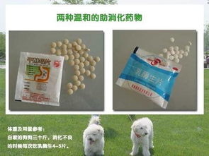 宠物狗不愿意吃食怎么办