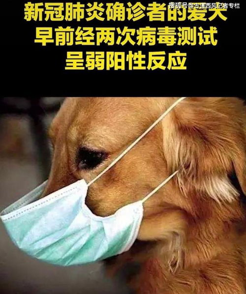 宠物狗会感染新冠怎么办
