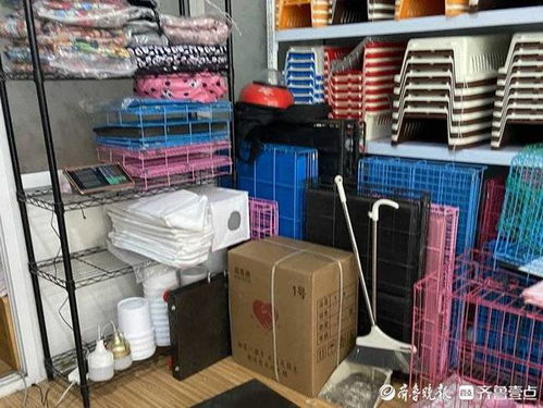 大型犬托运多少钱
