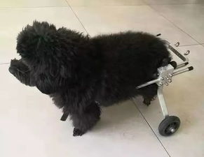 宠物狗烧了骨灰怎么办啊