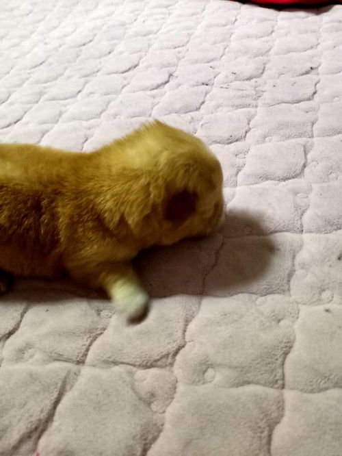 宠物狗不吃不喝怎么回事