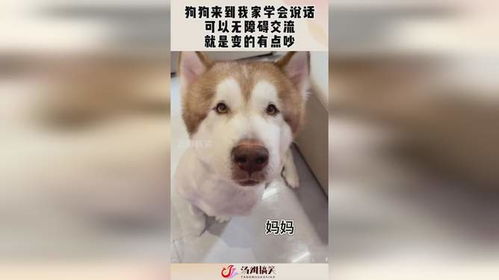宠物狗来到我们家怎么办