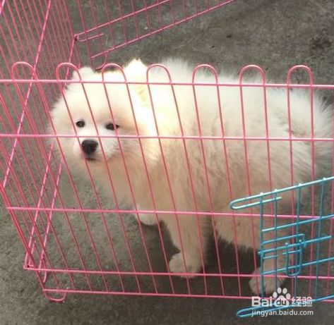 农村怎么样饲养宠物狗呢