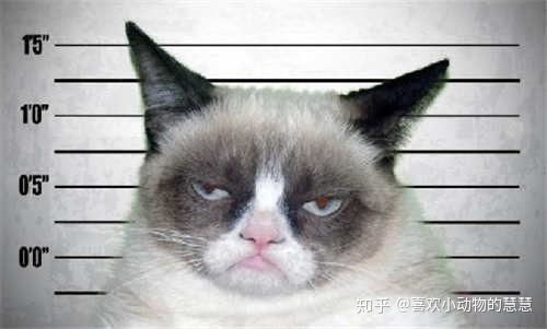 宠物猫咬人怎么驯养