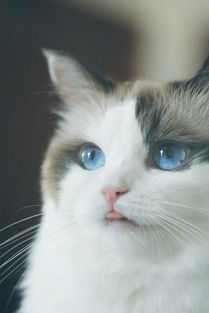 怎么让宠物猫捕猎