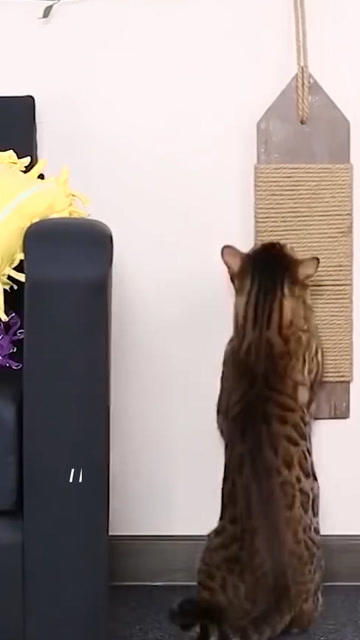 在家怎么制作小宠物猫