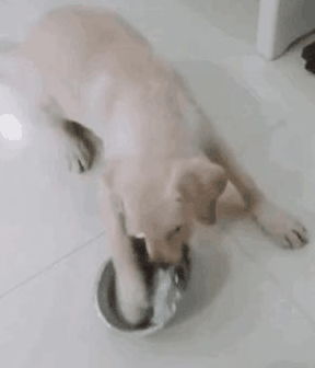 宠物狗破羊水怎么办啊