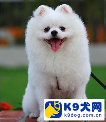 博美宠物狗洗澡怎么洗的